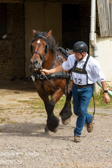 Route des chevaux de trait en Suisse normande