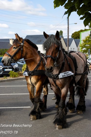 Route des chevaux de trait en Suisse normande
