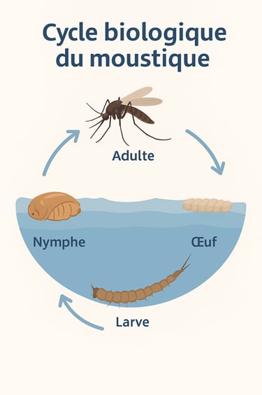 Pulvérisation anti-moustiques dans un jardin de villa à Villefranche 06230