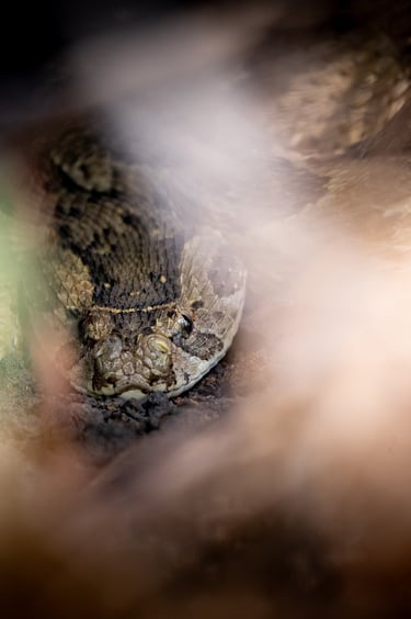 a close up of a snake. puff adder