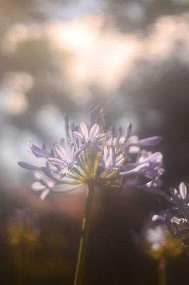 fotografia sutil de flores