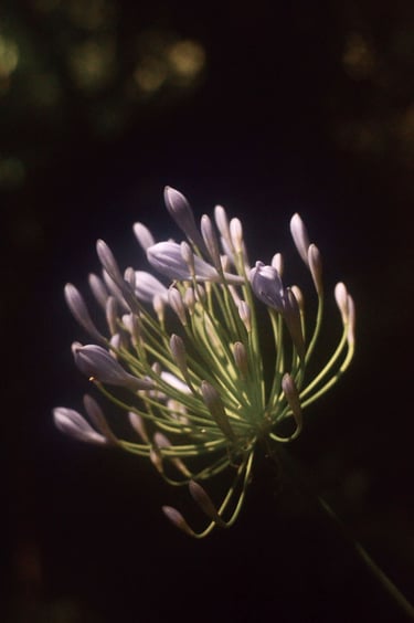 fotografia de flores sobre fondo oscuro
