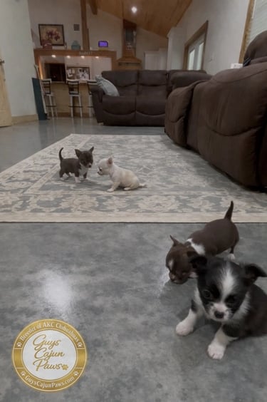 Four adorable AKC Chihuahua puppies playing on a rug and polished concrete floor in a living room.