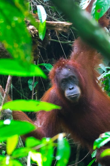 orangutan sumatra
