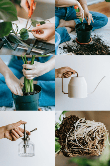 How to propagate plants in soil