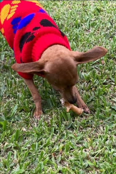 Esta perrita disfruta de un rico snack. Las patas de gallinas son una rica fuente de proteínas