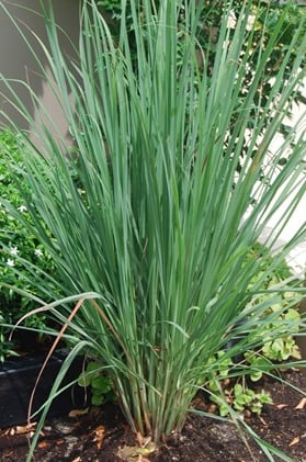lemon grass