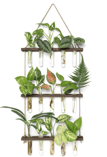 plant wall mounted holder with glass test tubs for small arrangments