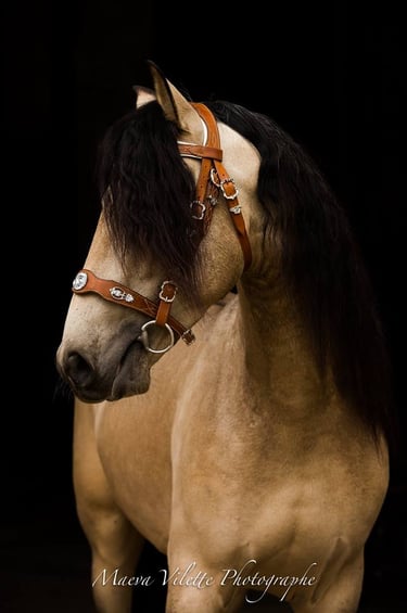 Bridon artisanal en cuir cousu main artisan sellier à Genève Carouge