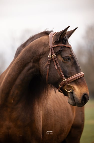 Bridon artisanal en cuir cousu main artisan sellier à Genève Carouge