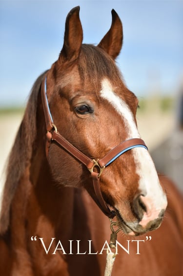Licol Vaillant sellerie etter cuir artisanat Genève Suisse sellier sellerie cousu main