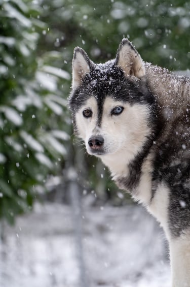 Un Husky sous la neige