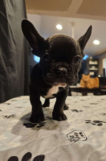 Puppies for Sale