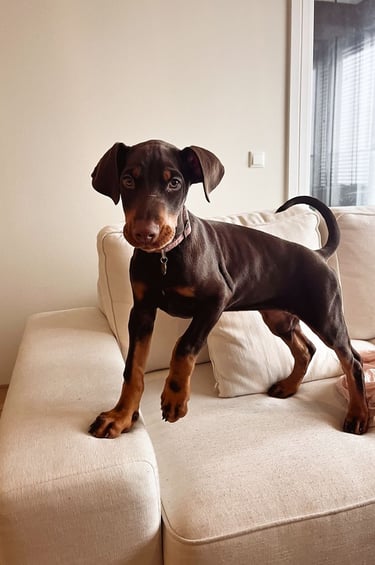 Puppies for Sale