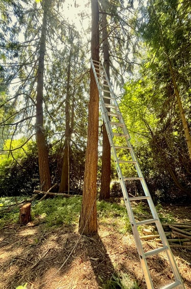 Hazardous tree removal preparation in Woodinville back yard