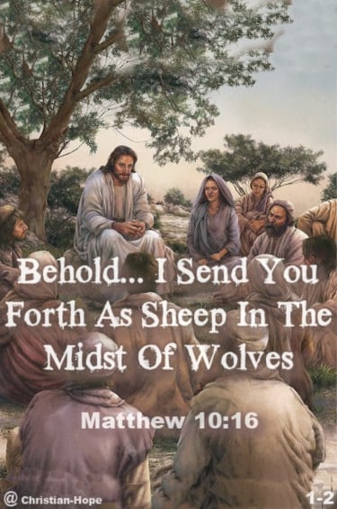 As Sheep In The Midst Of Wolves
