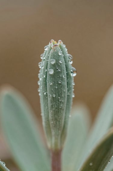 Macro photography of a dew-kissed alpine plant in the North American wilderness. The lighting is soft and sophisticated, showcasing rich textures against a muted bronze and mint green natural backdrop. Minimalist and elegant.