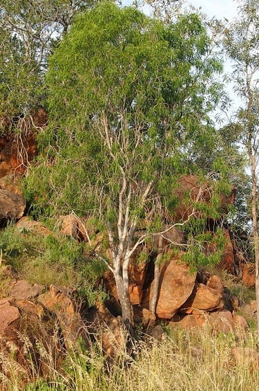 Tall Gumby Gumby Tree