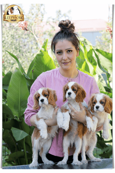 Cavalier King Charles Spaniels MALES so beautiful in Sleepysong Kennel. Litter ''A''