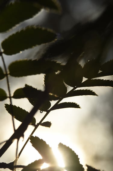 a plant with leaves and a sun shining through the leaves