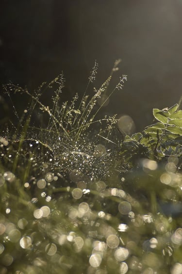 a forest grass with water droplets on it