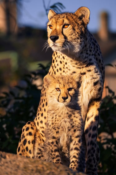 Junger und Alter Gepard im Zoo Basel 