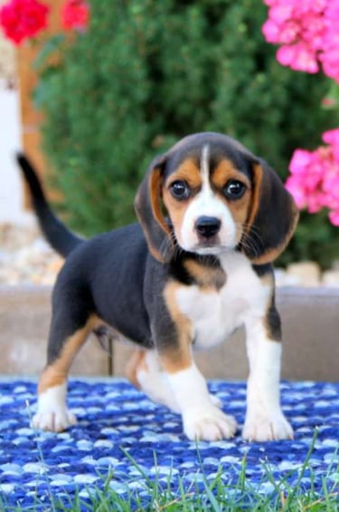 Puppies for Sale 