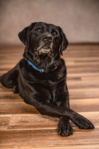 Black lab lays down with legs crossed looking forward