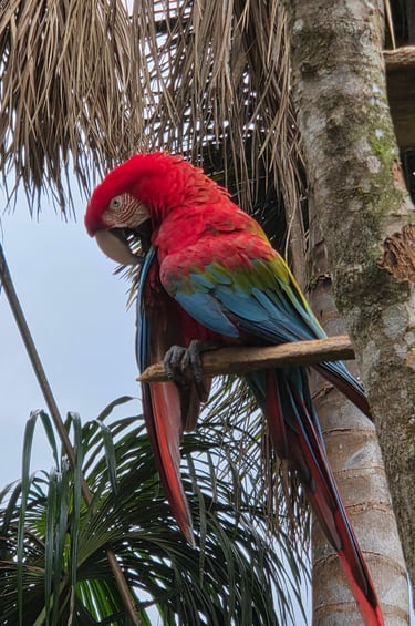 Guacamayo Papagei Manu Nationalpark Peru