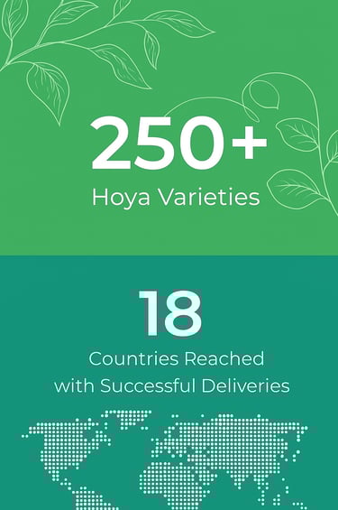 Over 250 Hoya varieties with deliveries to 18 countries worldwide – infographic.