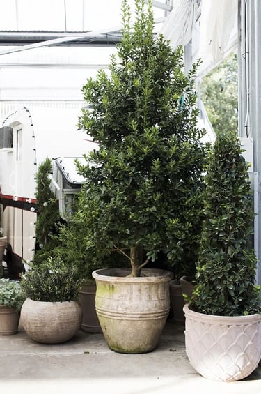Tall evergreen tree and small shrubs planted in aged terracotta pots, creating a natural and timeles
