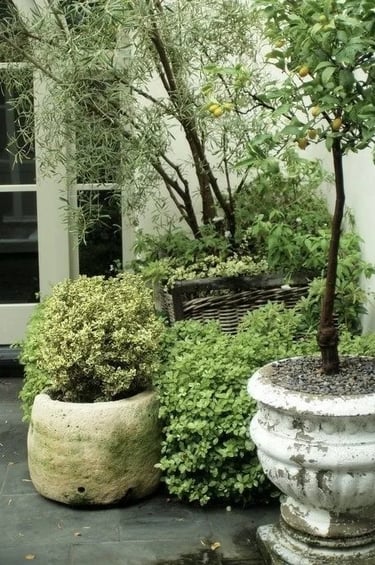 Olive tree and green plants arranged in aged terracotta pots, adding warmth and natural texture to a