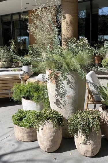 Large terracotta planters with olive trees, grasses and trailing plants, creating a relaxed Mediterr