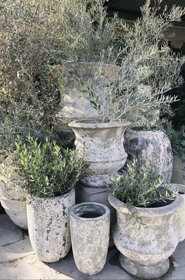 Weathered terracotta planters with olive trees and Mediterranean-style plants, showing a rustic and