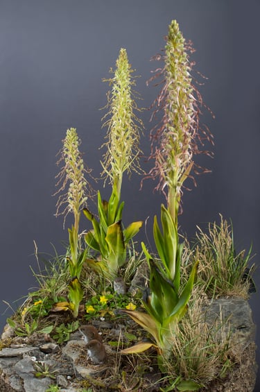 Kalkmagerrasen diorma aus epoxidharz von sebastian brandt