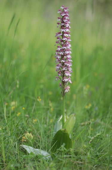 Orchideen-Hybriden können enorme Größen erreichen (Hybrid-Knabenkraut).