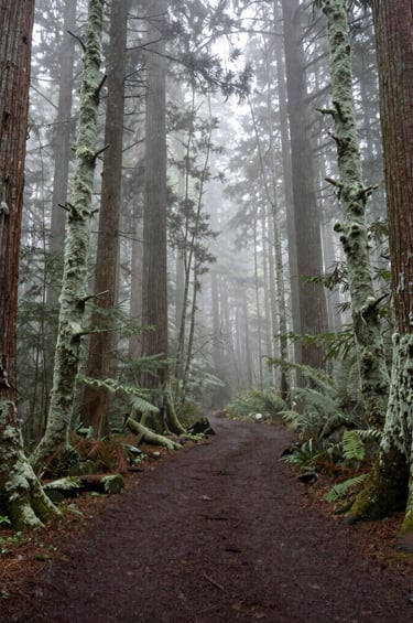A high-quality landscape photo of a misty forest trail winding through ancient trees in the Pacific Northwest, atmospheric and immersive style, featuring muted sage and light grey-green mossy textures.