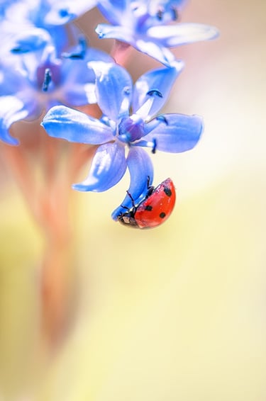 a ladybug ladybug ladybug ladybug ladybug