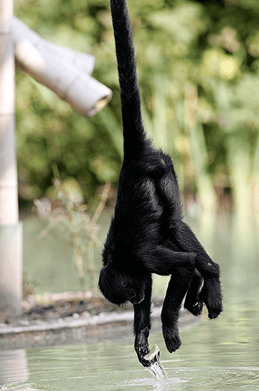 macaco-aranho pendurado com a cauda