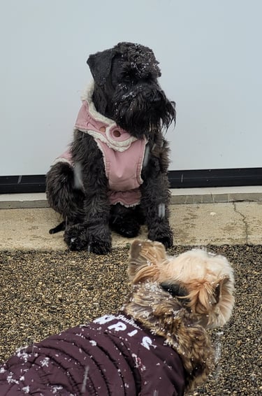 Tessie attend des bébés !