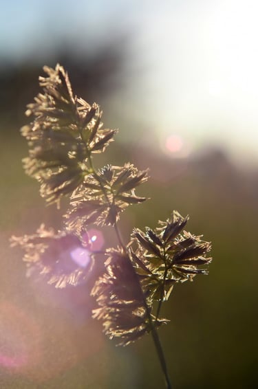 oats in a field with bokeh