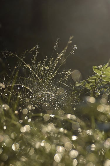 a forest grass with water droplets on it