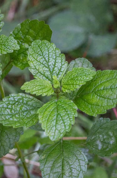 lemon balm