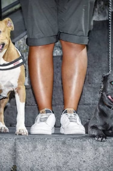 Asia, Amstaff Femmina Fulva adulta