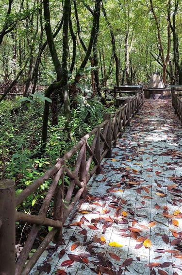thailand phang nga mangrove forest park