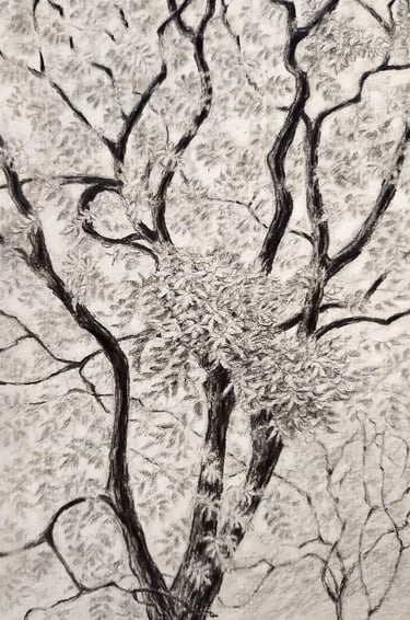 This drawing depicts the same tree in the previous two drawings, only this time in full leaf of summ