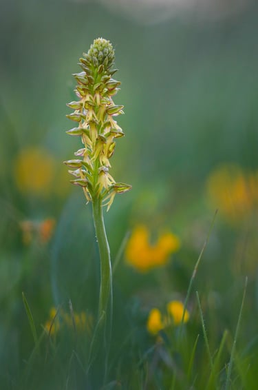 Die wärmeliebende Puppenorchis ist in Thüringen sehr selten, profitiert aber von der aktuellen Klima