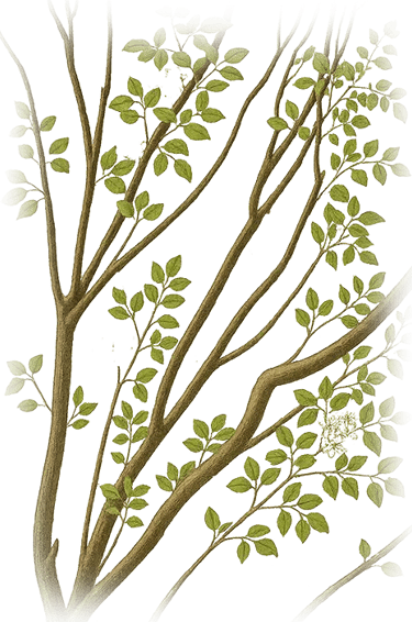 amyris source illustration