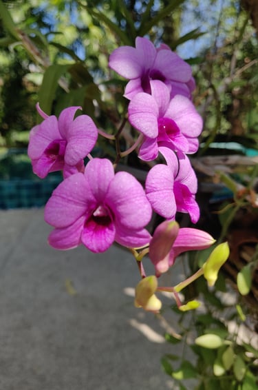 Orchid