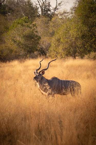 un kudu dans la savane du Botswana en safari